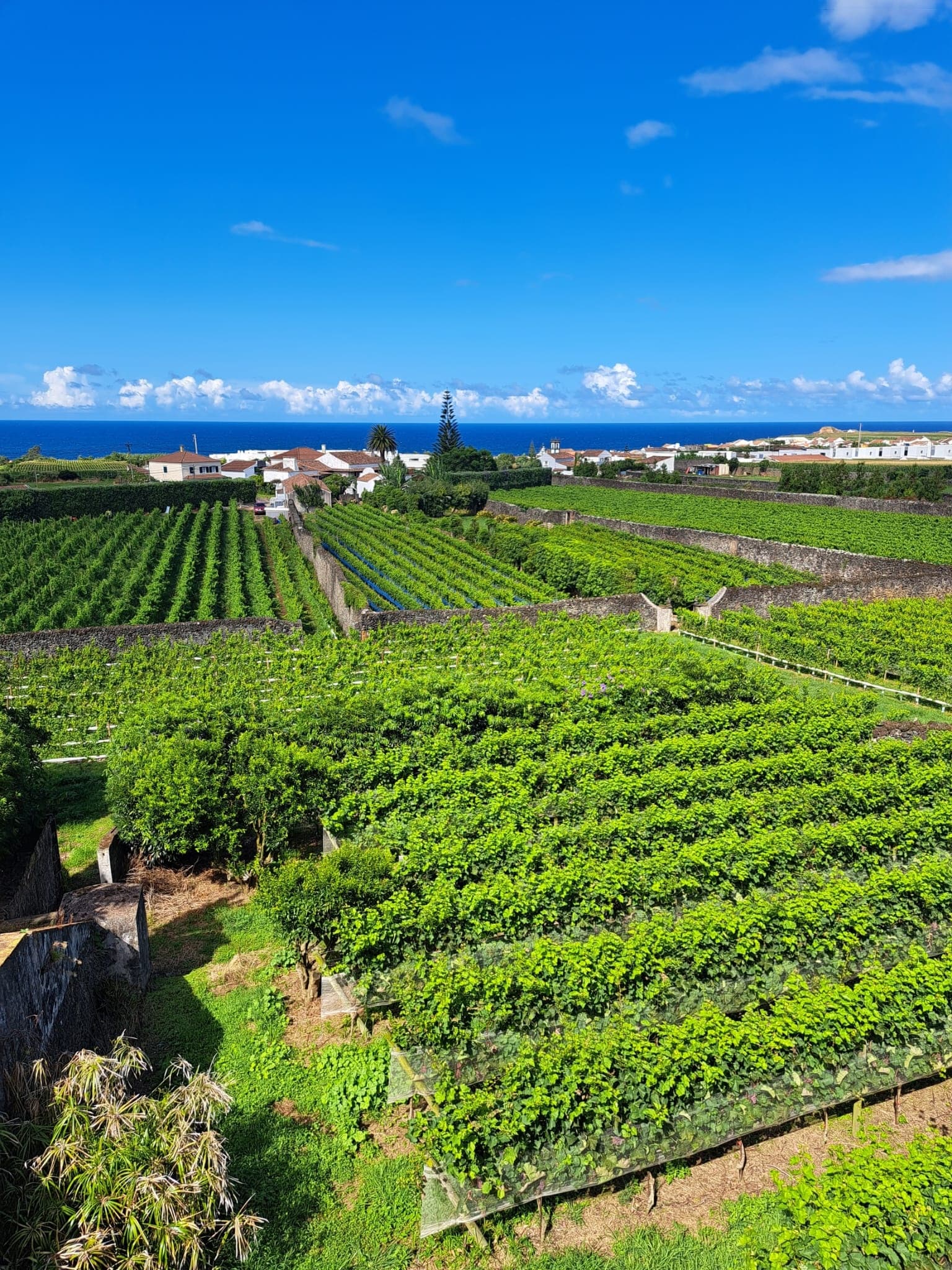 Azorean Wine and Cheese tasting with visit to local vineyards