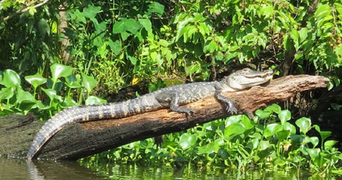Swamp & Plantation Combo Tour