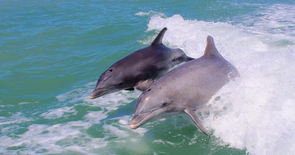 Morning Mimosas Dolphin Tour