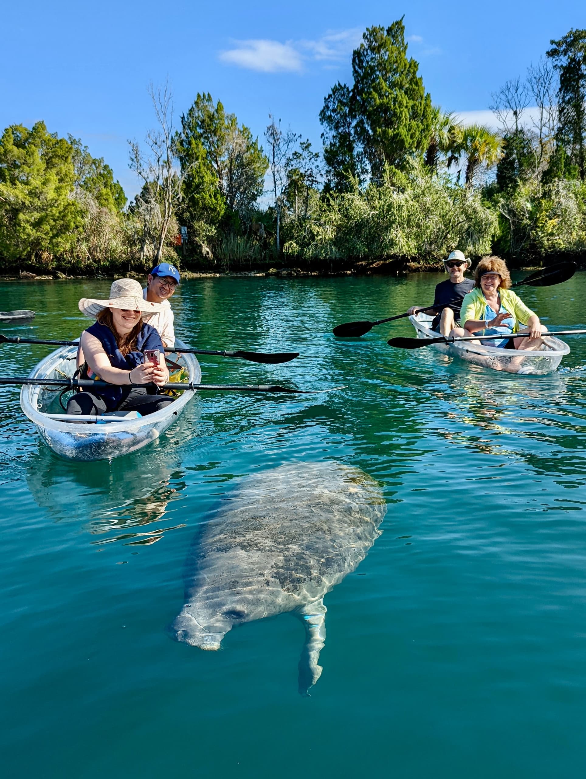 Crystal River Clear Kayak Tour | Manatee Season Tour (November - March)