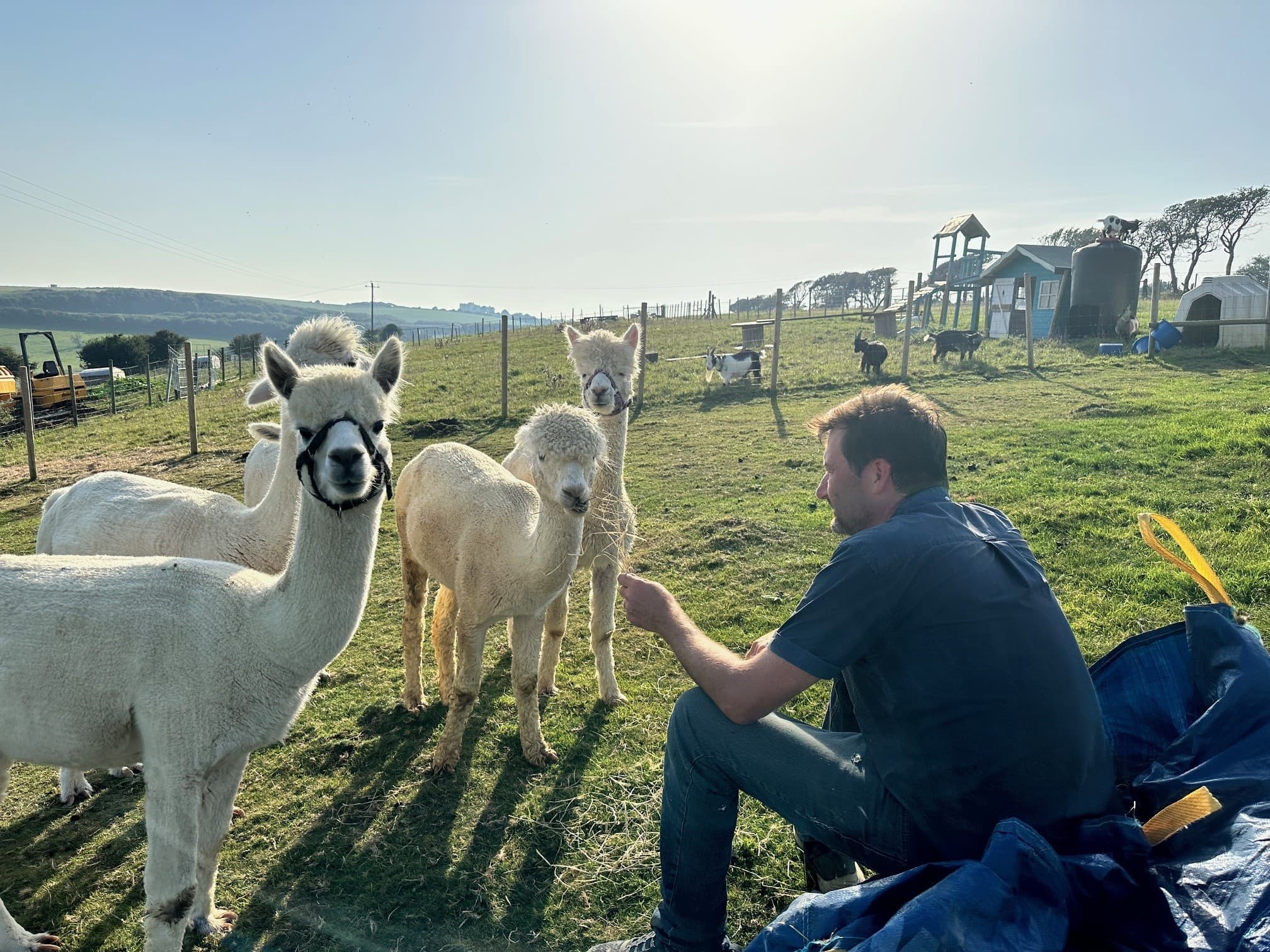 Alpaca Experience
