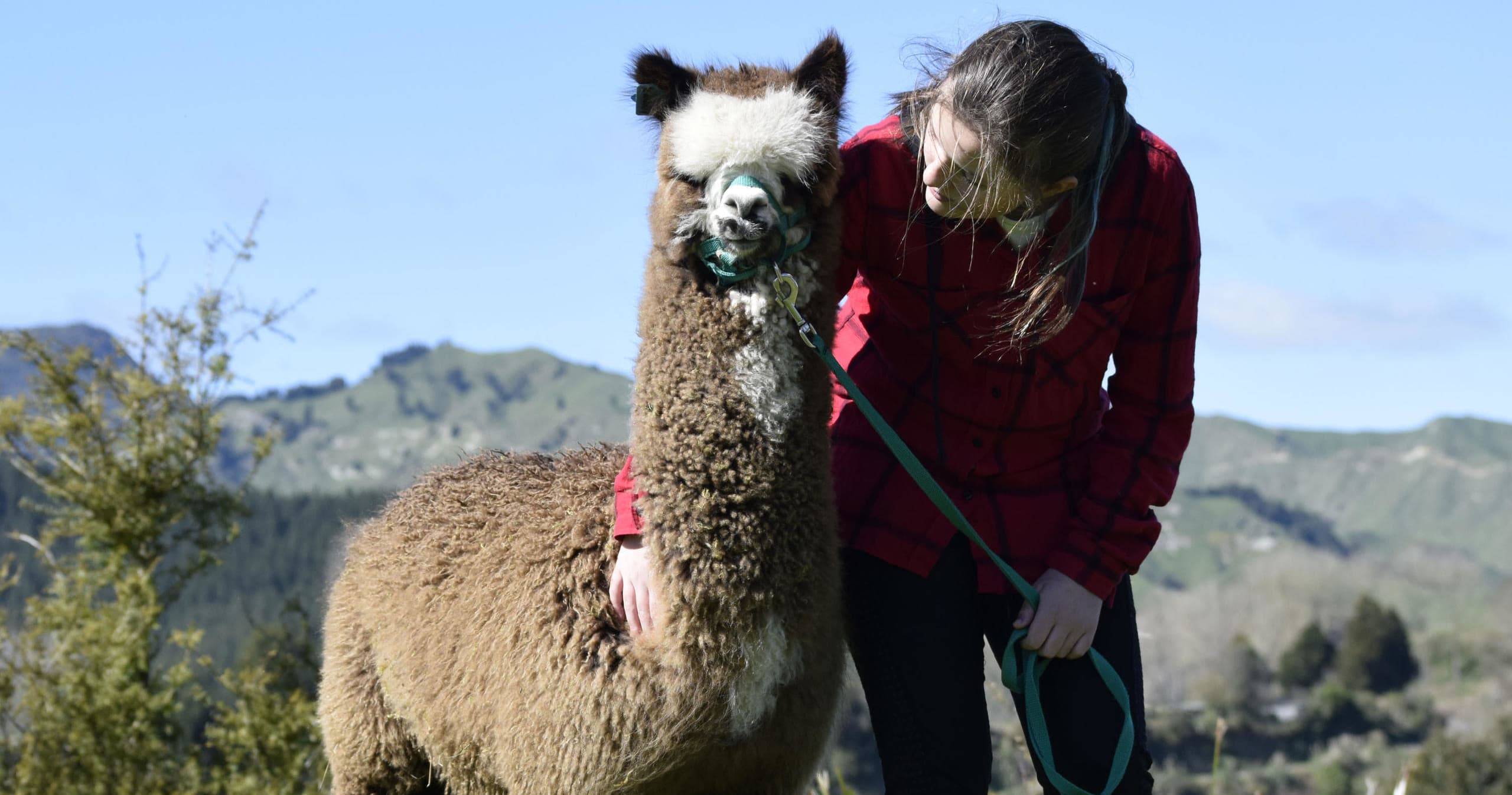 The Ultimate Alpaca Experience