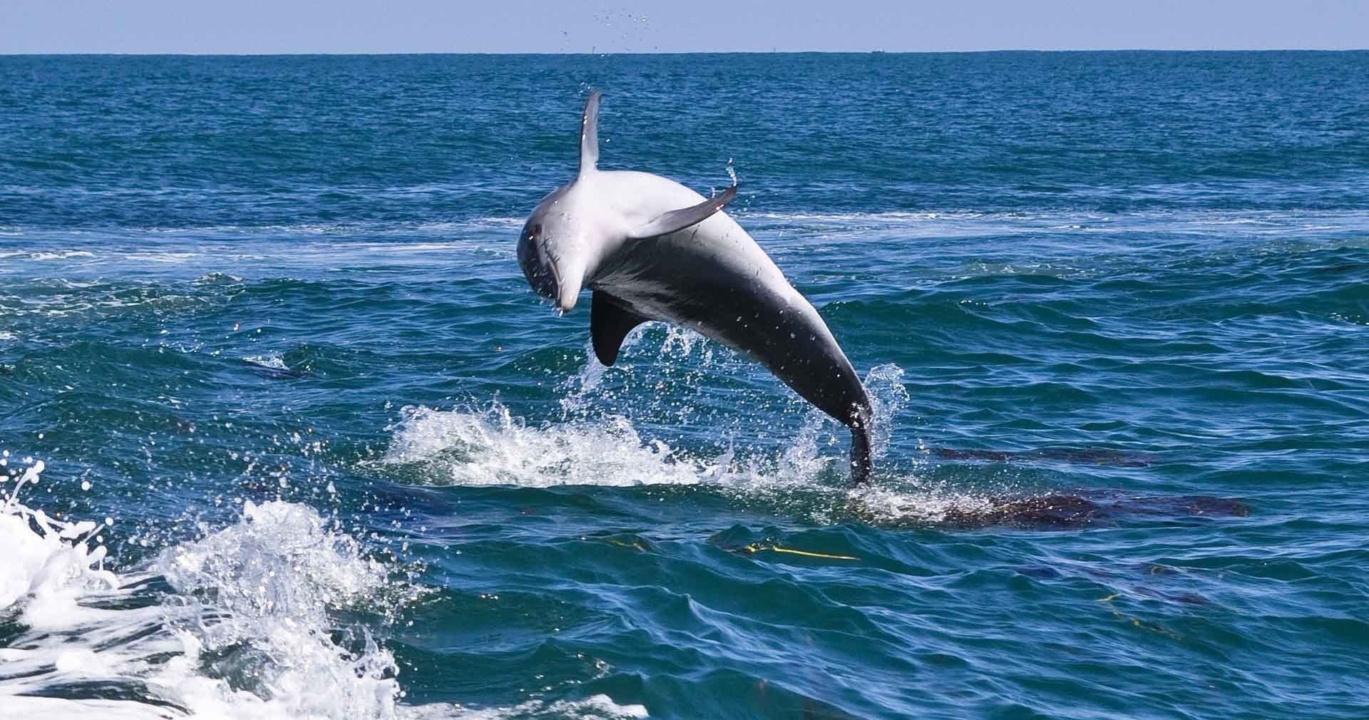 St Davids Dolphin Experience