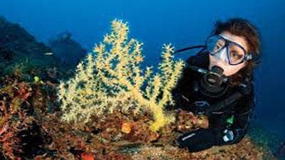 Reef Dive or Snorkel Trip