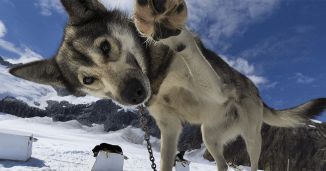 Dog Sledding on the Mendenhall Glacier
