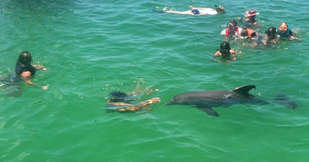 2 Hour Shell Island Dolphin Boat Tour