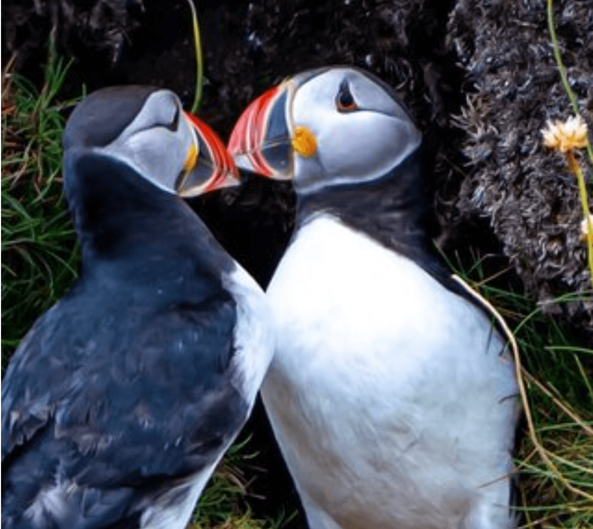 Puffin Tour