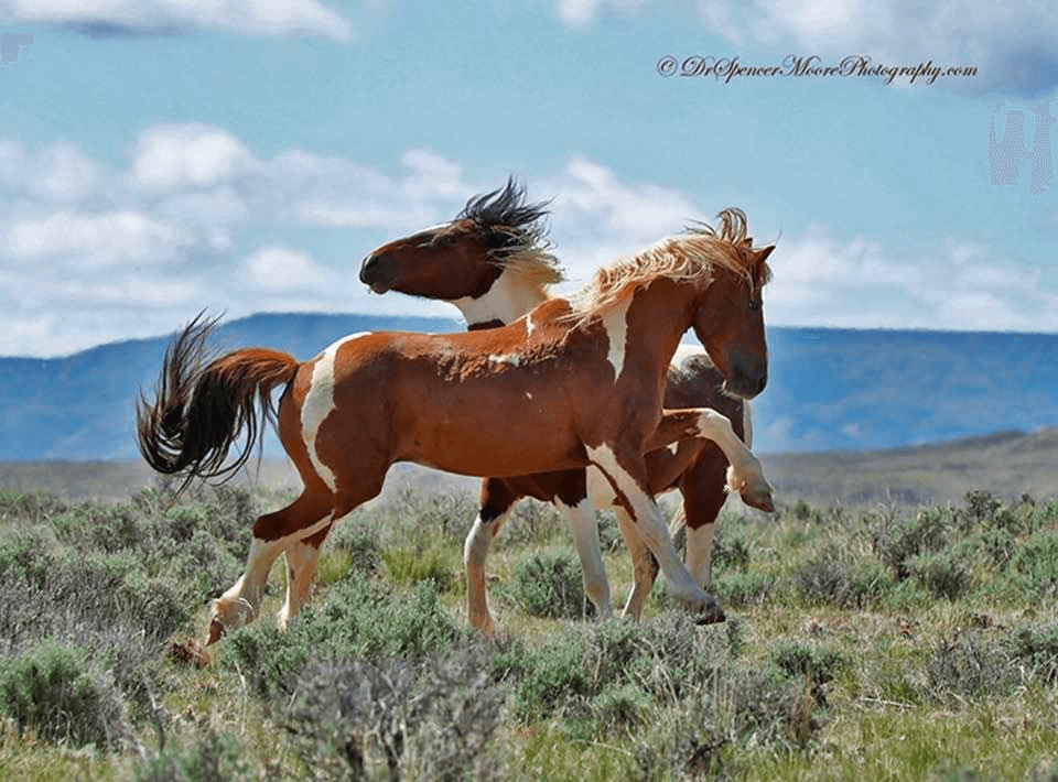 Cody Wild Mustang Eco-Tours