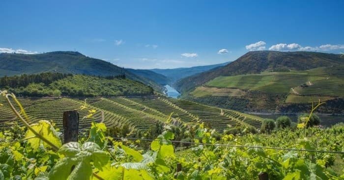Wine Tour Douro