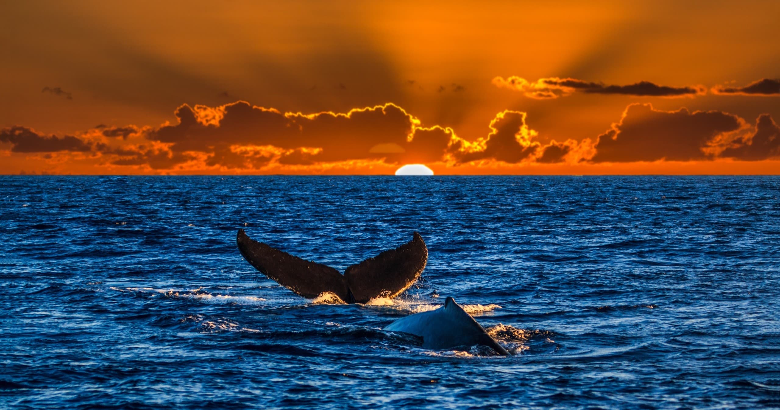 Waikiki Whale Watching