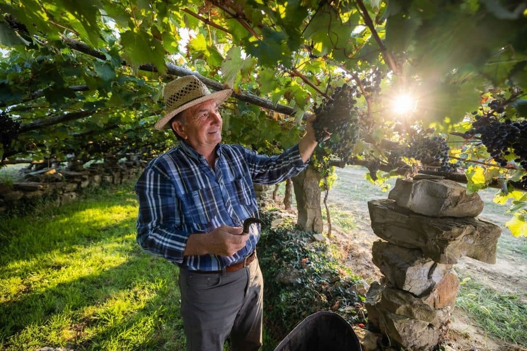 Koper: To Where Refosco Grows