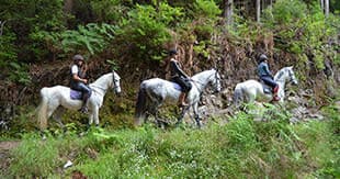 Forest Trail - Horse Riding