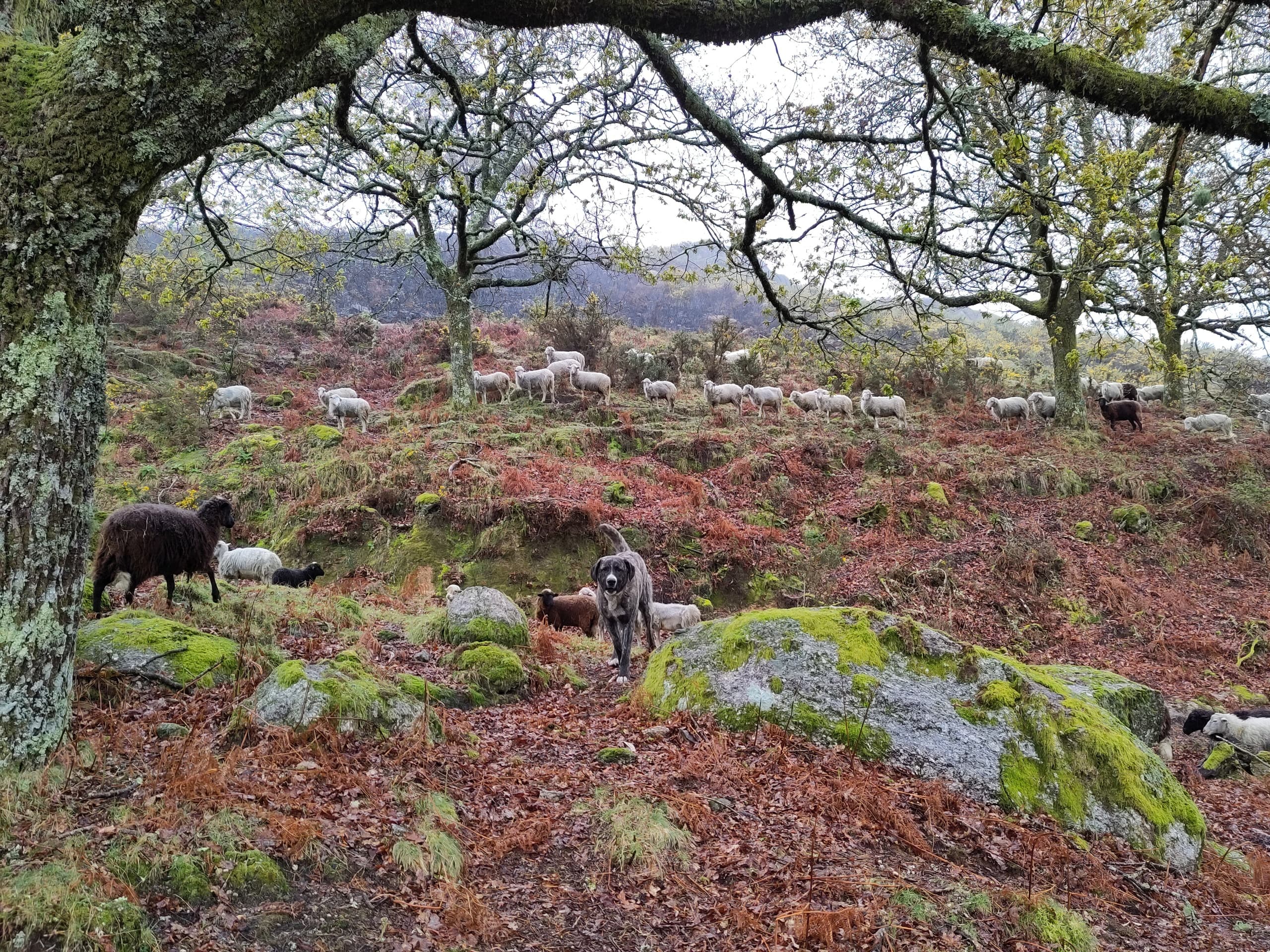 Shepherd For a Day