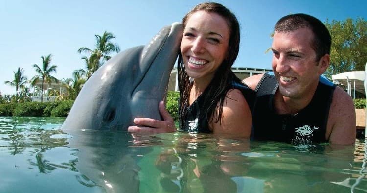 Dolphin Discovery