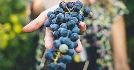 PRIVATE VIP – Vineyard Tour
