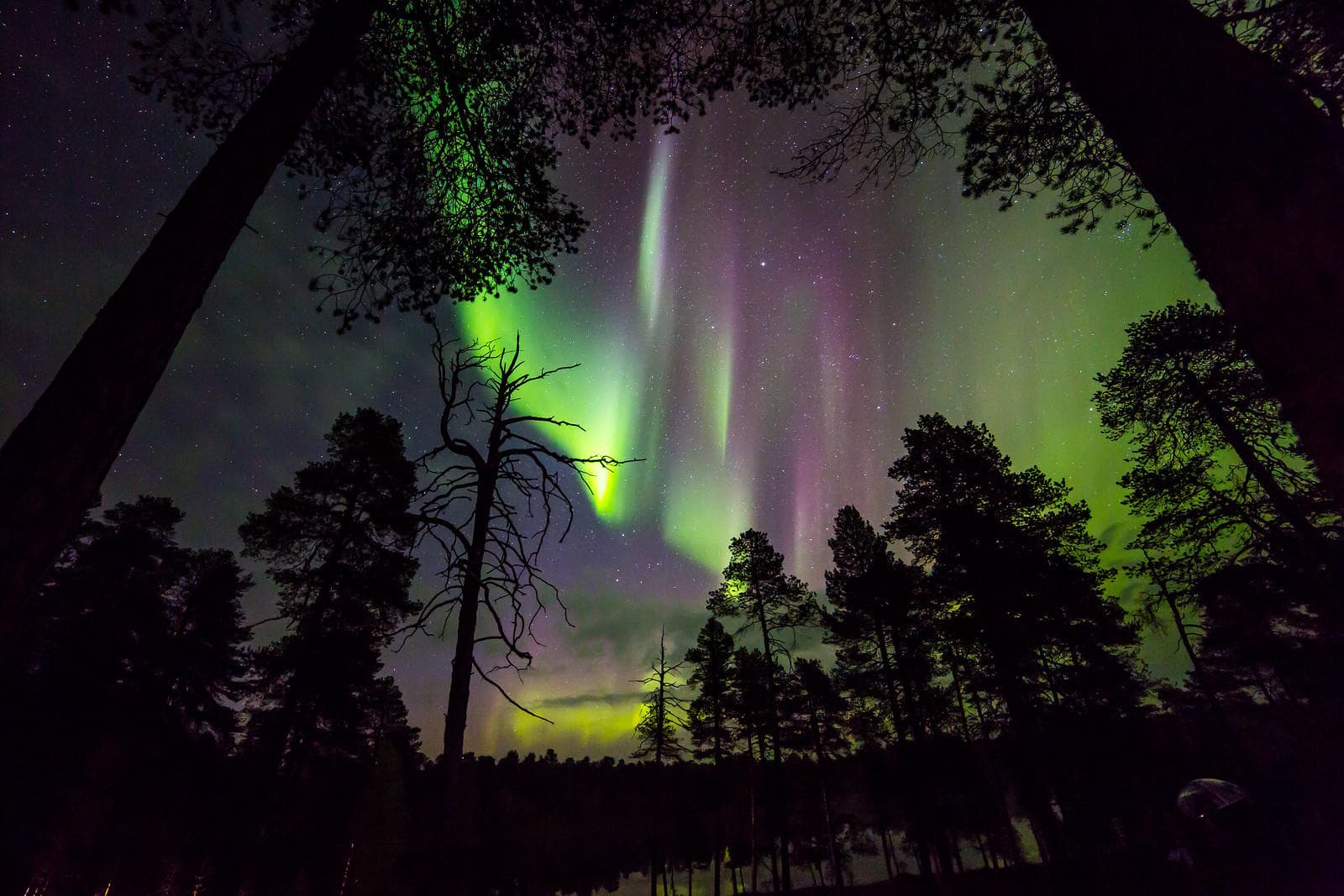 [F6] Aurora Hunting in the Wilderness (3h)
