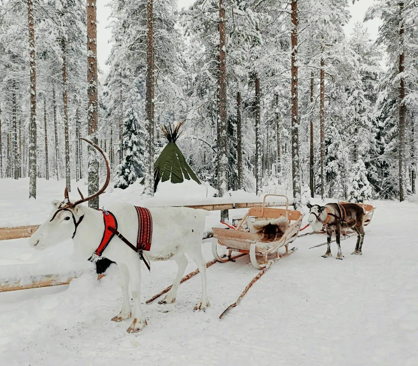 Reindeer experience (Farm visit+Sleigh ride safari)