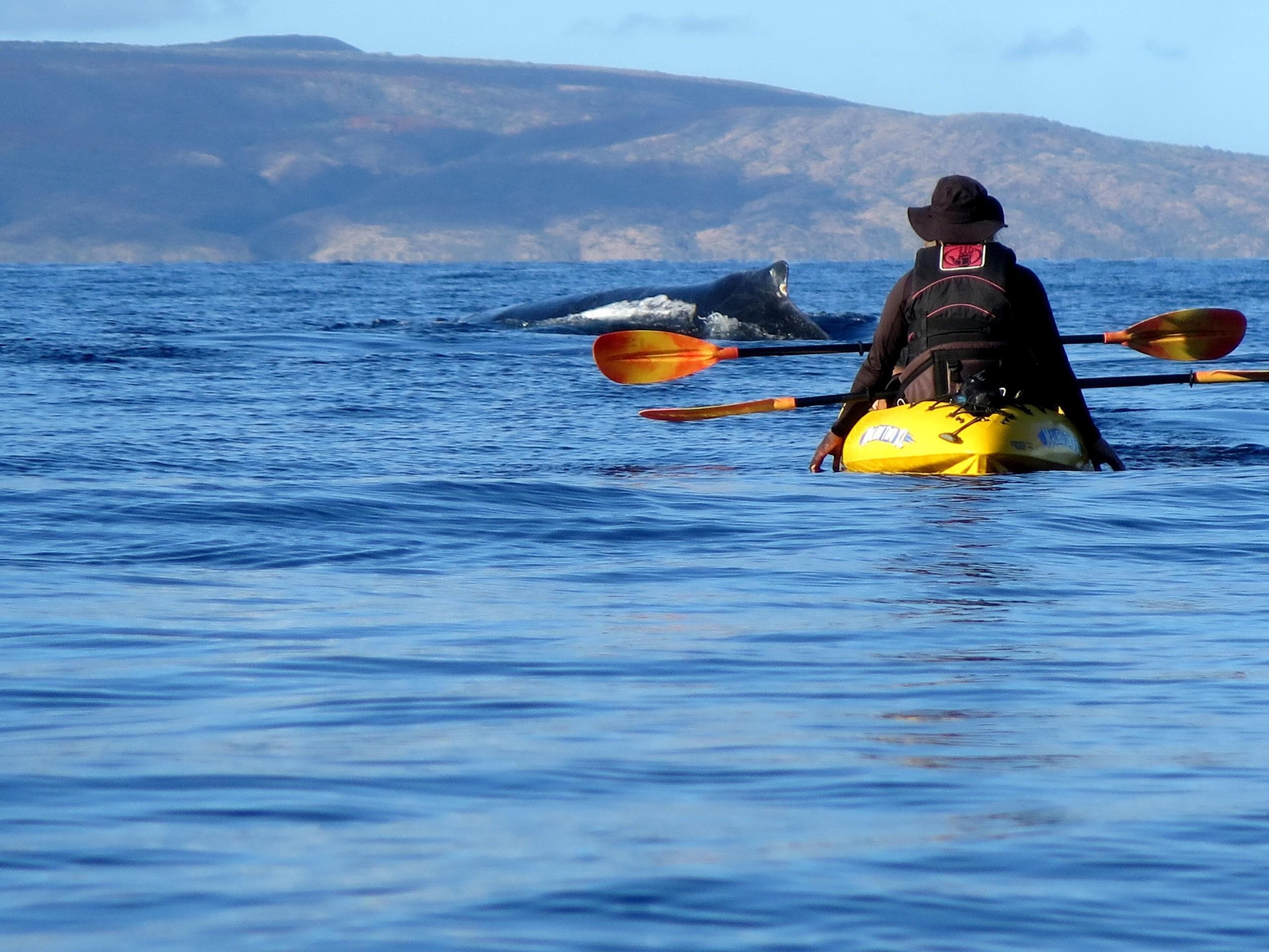 Kayak - Private Whale" of a Whale Watch"