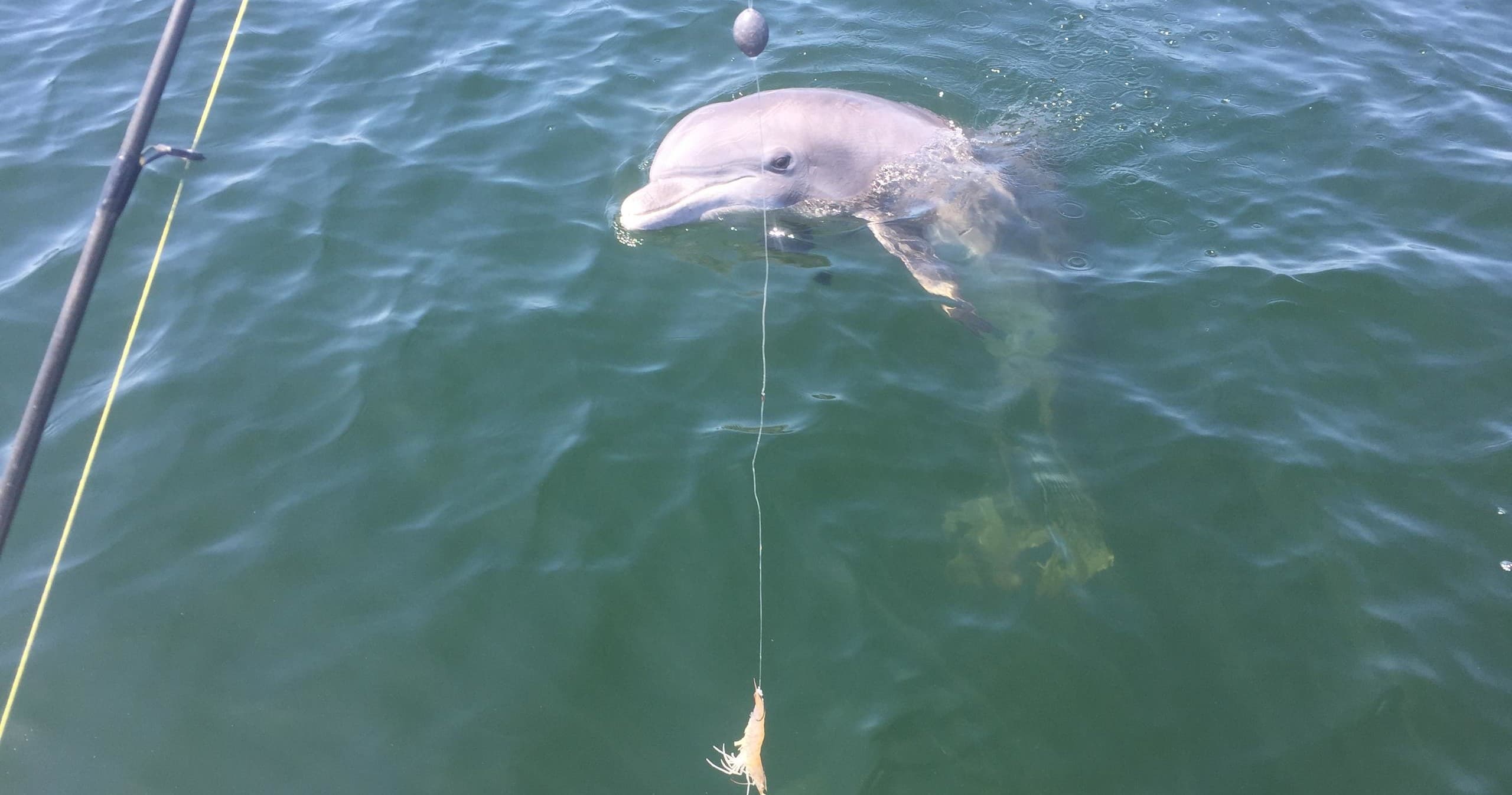 Dolphin Tour & Fishing Combo