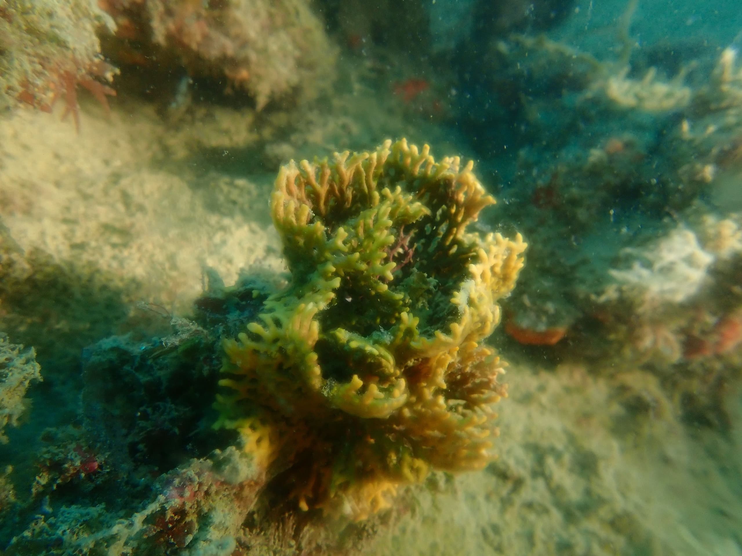 Inmersión de buceo en els Xiclets
