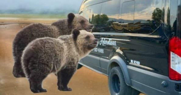 Private Yellowstone Wildlife And Photo “Upper Loop” Tour