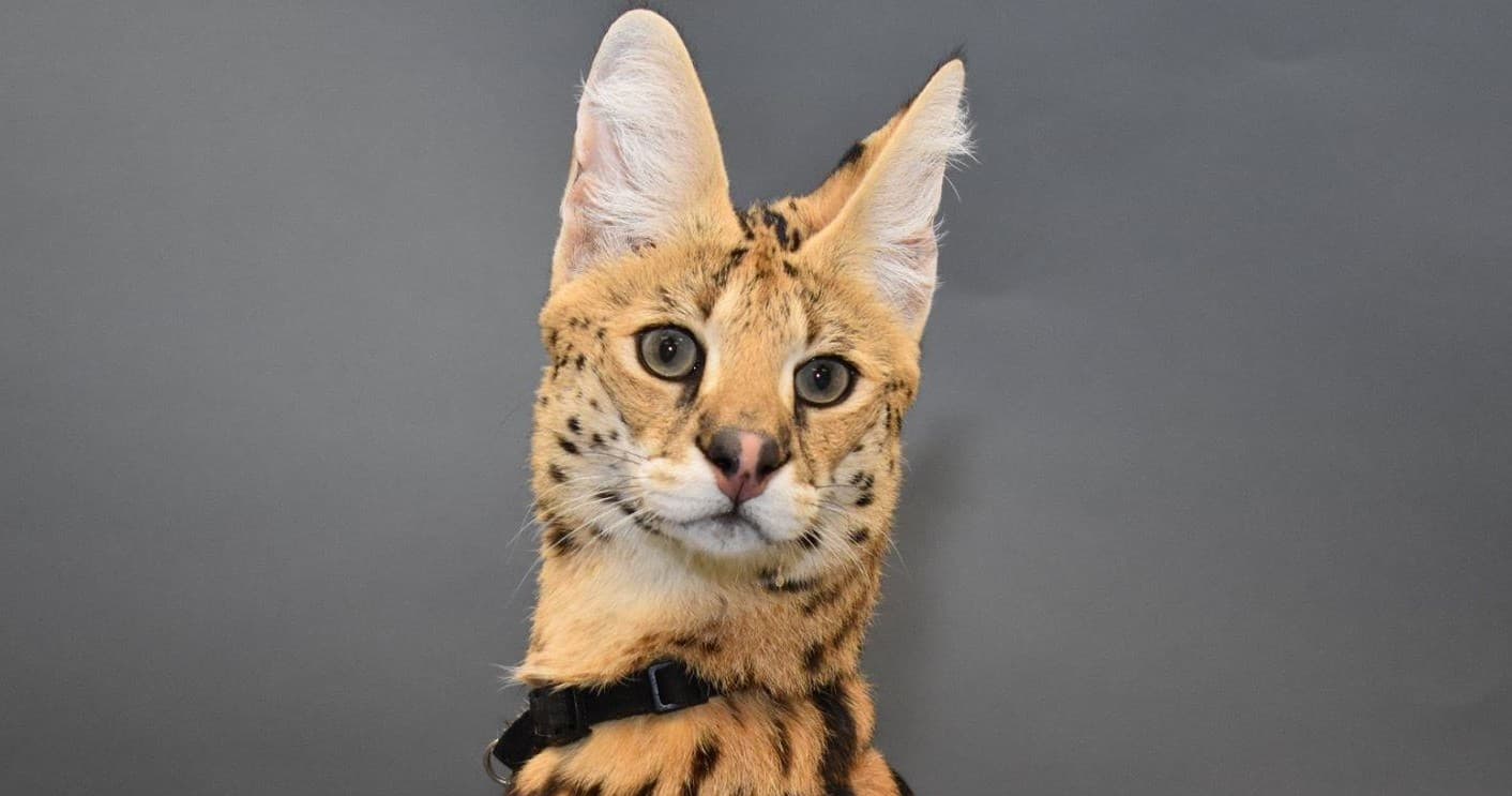 Serval Meet and Greet