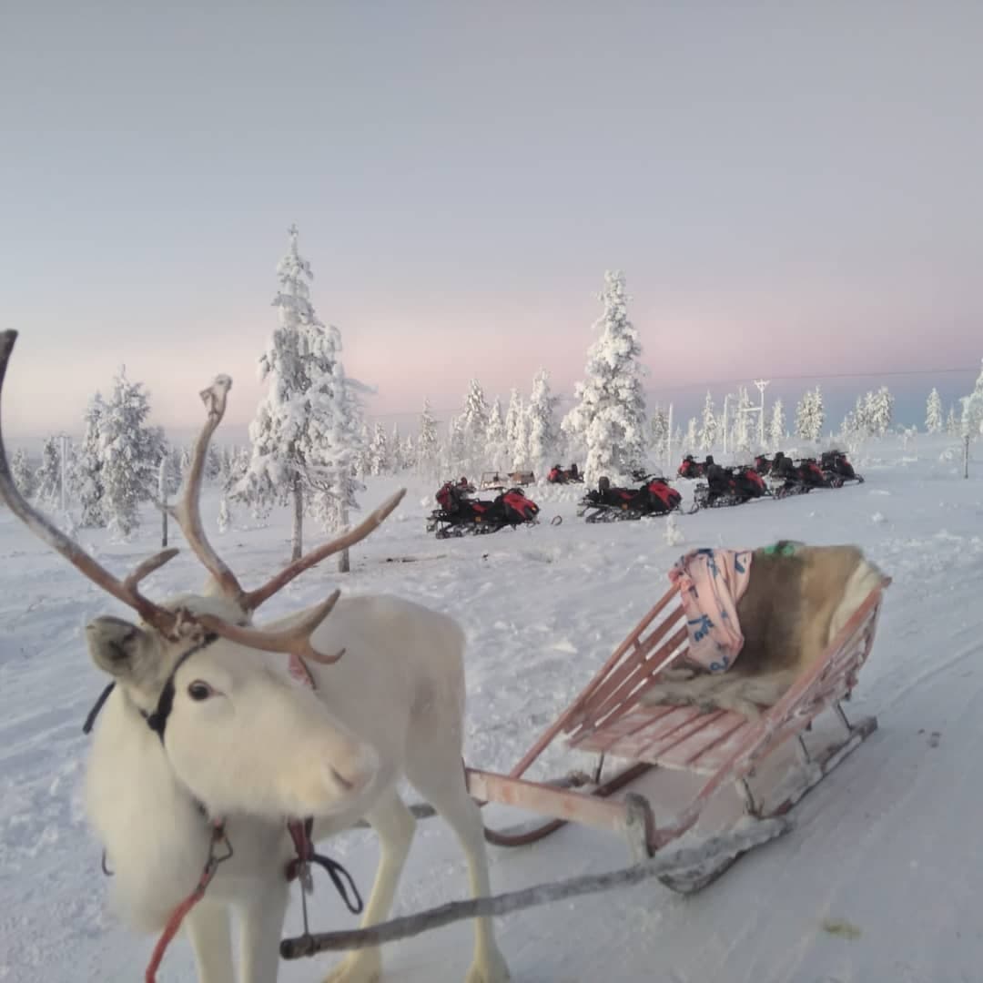 Reindeer Farm Experience with Sled Ride