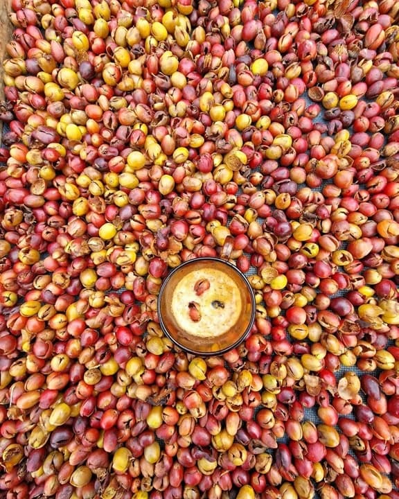 Half-Day Coffee and Fruit Farm