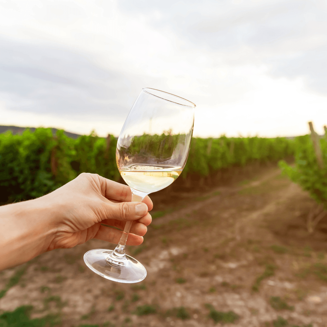 Silver Wine Experience