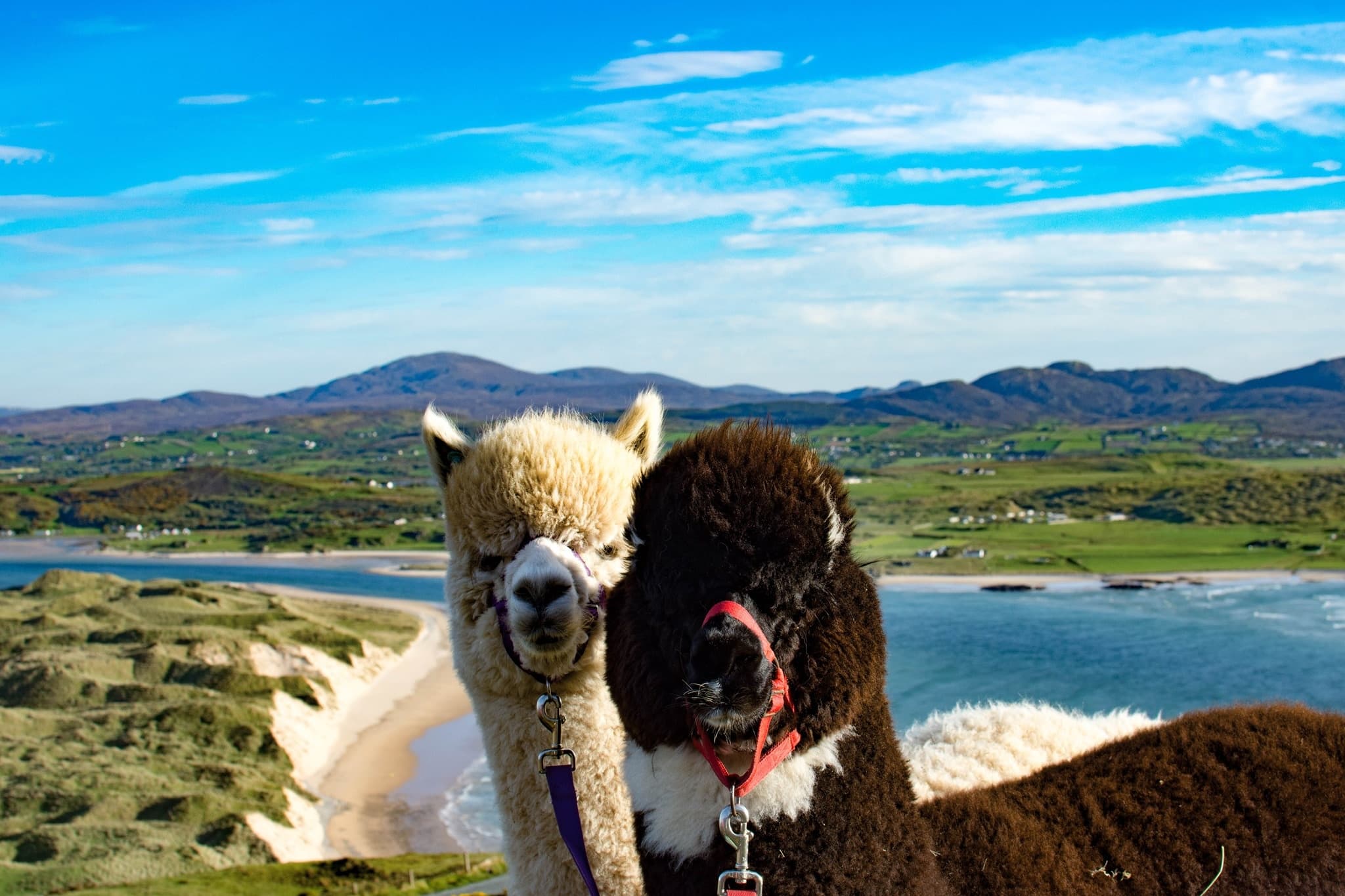 Alpaca Trek