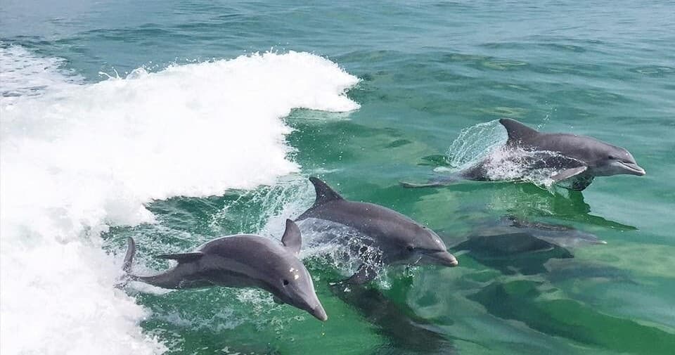 Dolphin Watch Cruise