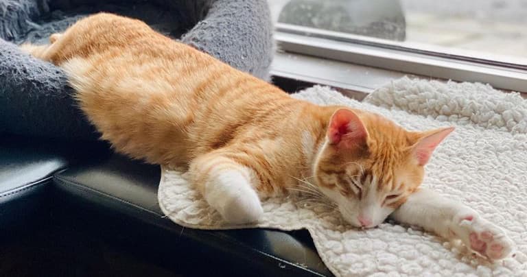 Private Cat Lounge Session