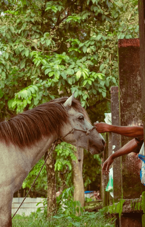 Junior Wrangler Program: Half-Day Session