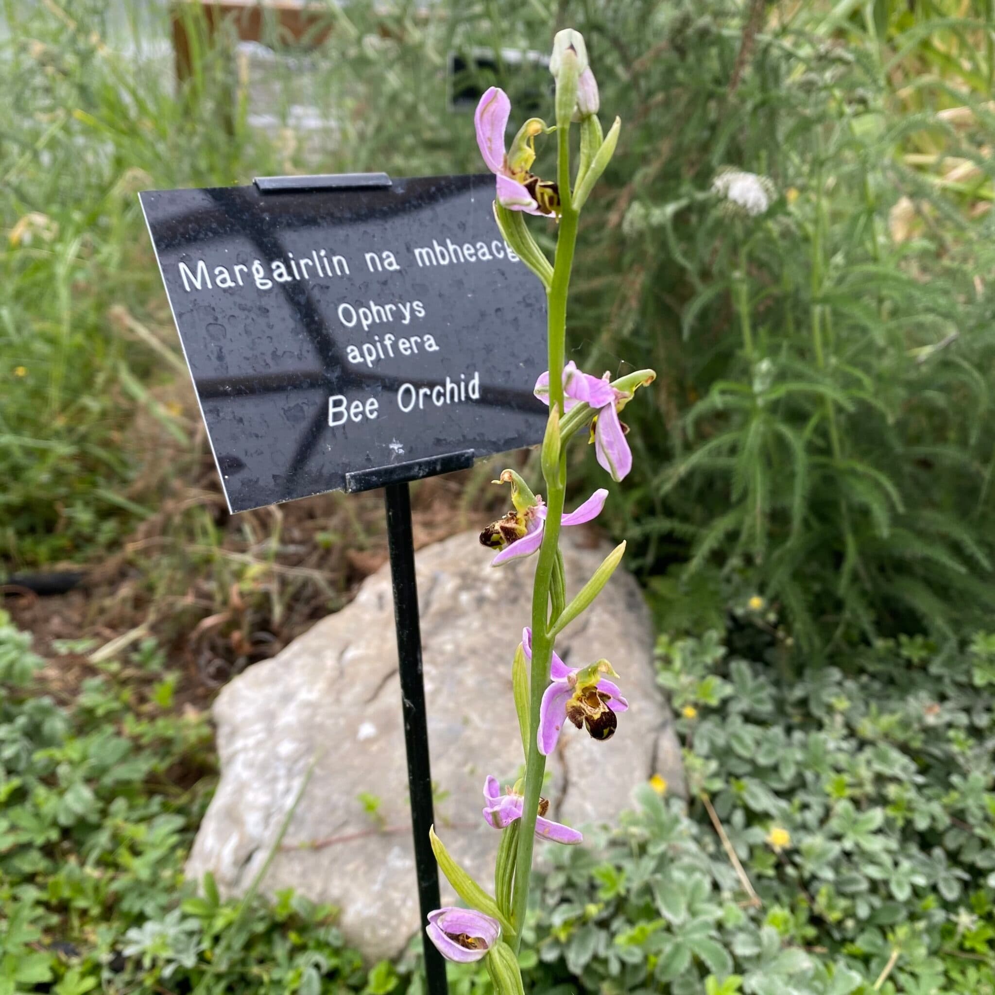 Botany Talk and Walk