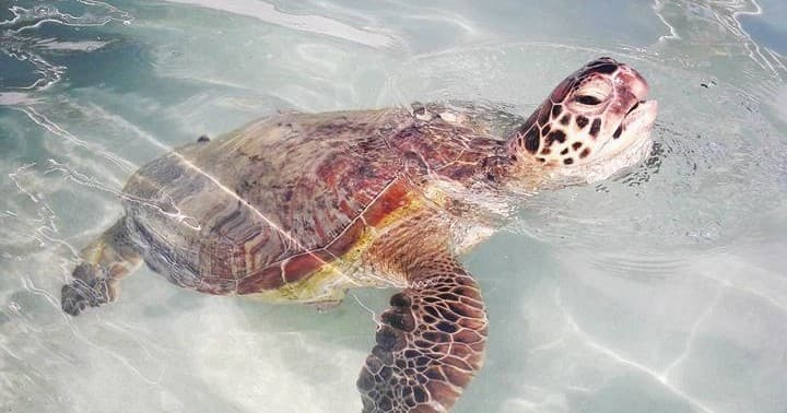 Private East Oahu Sandbar Tritoon Charter Cruise
