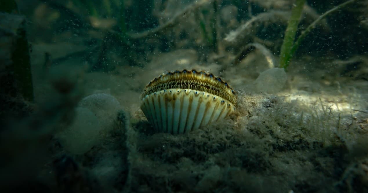 Scallop Charter