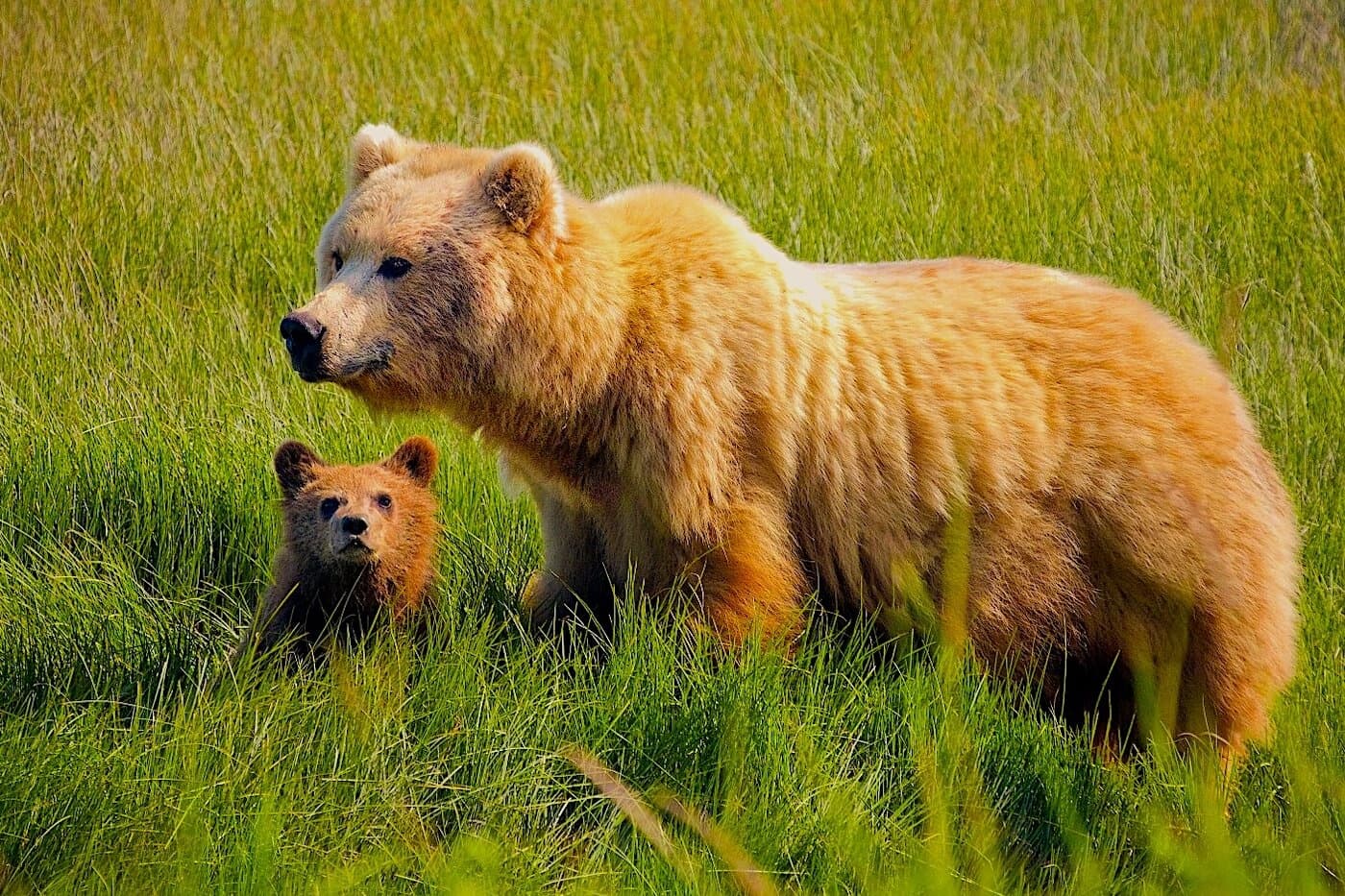 Alaska Bear Safari: A Multi-Day Lodge-Based Experience