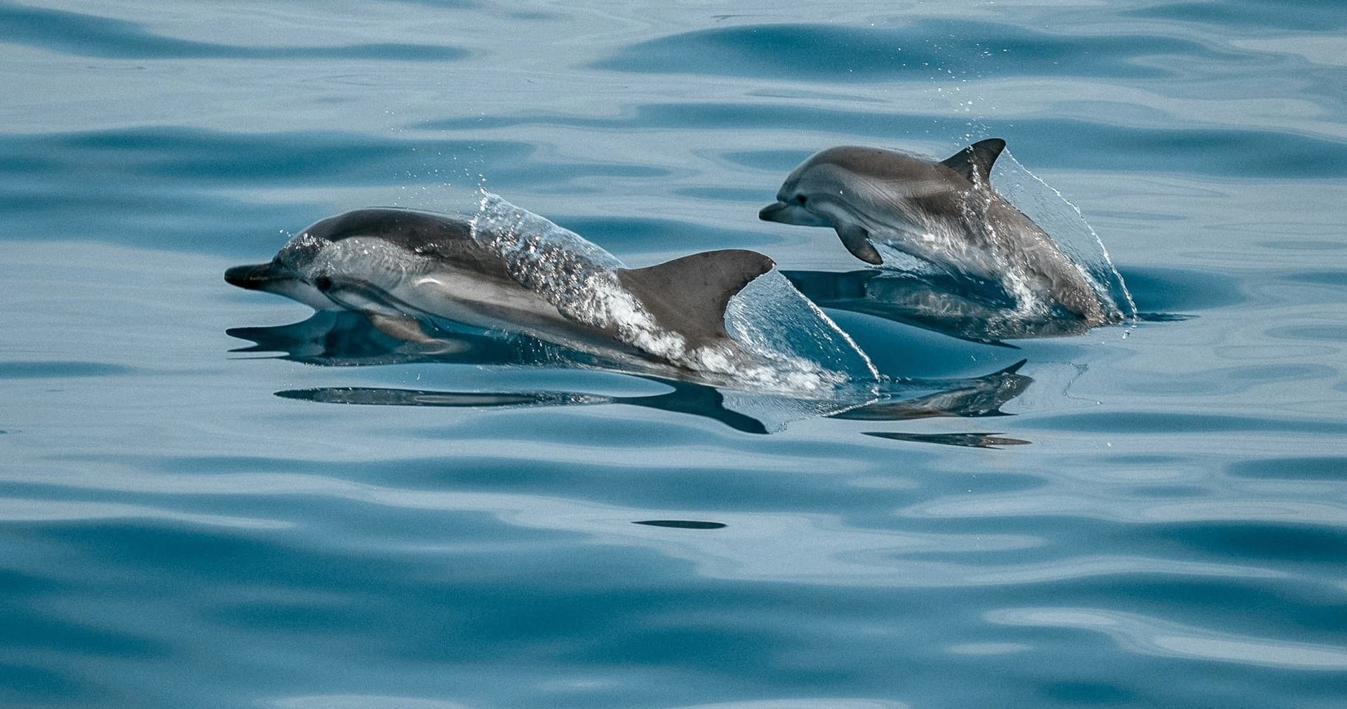 Dolphin Watch