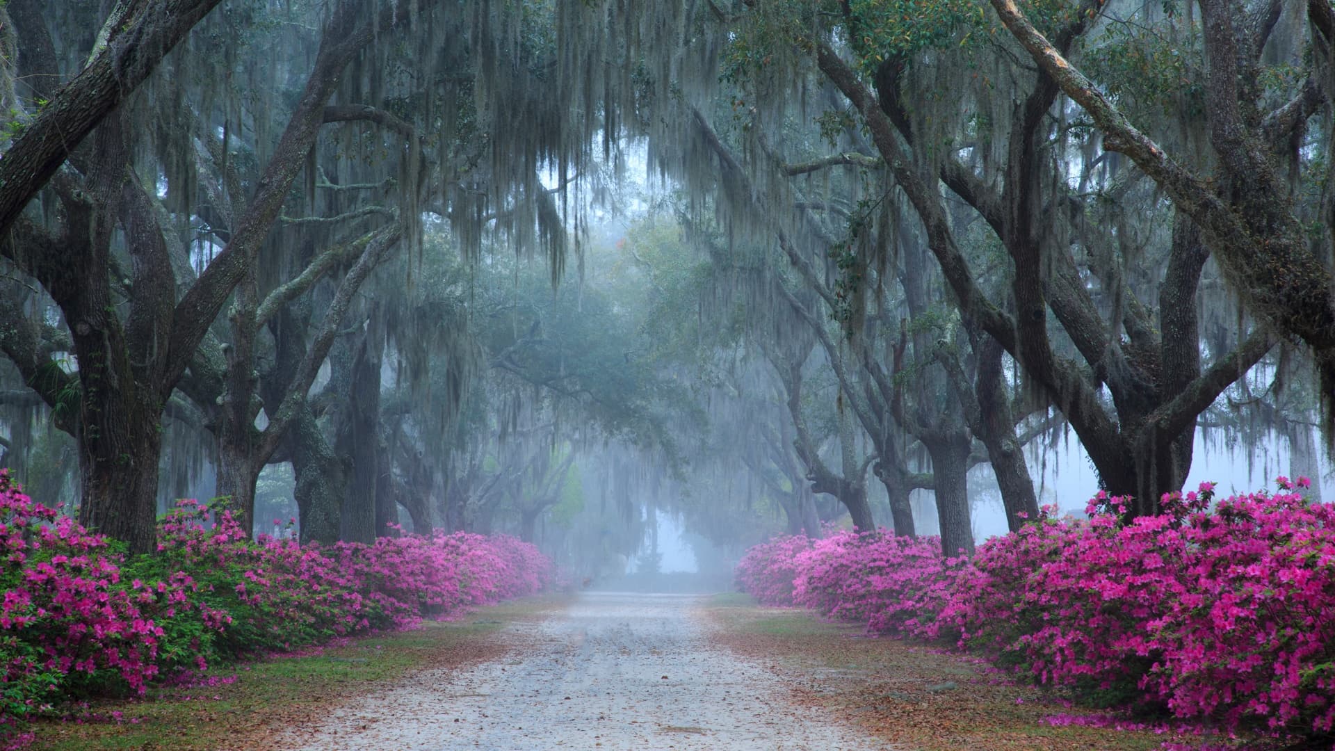 Bonaventure Cemetery Tours ®