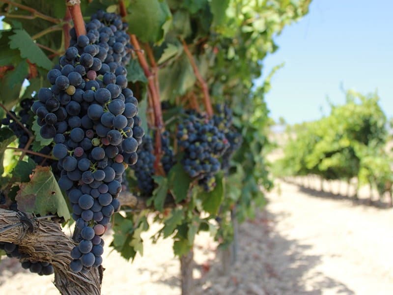 Private Rioja Full Experience Wine Tour