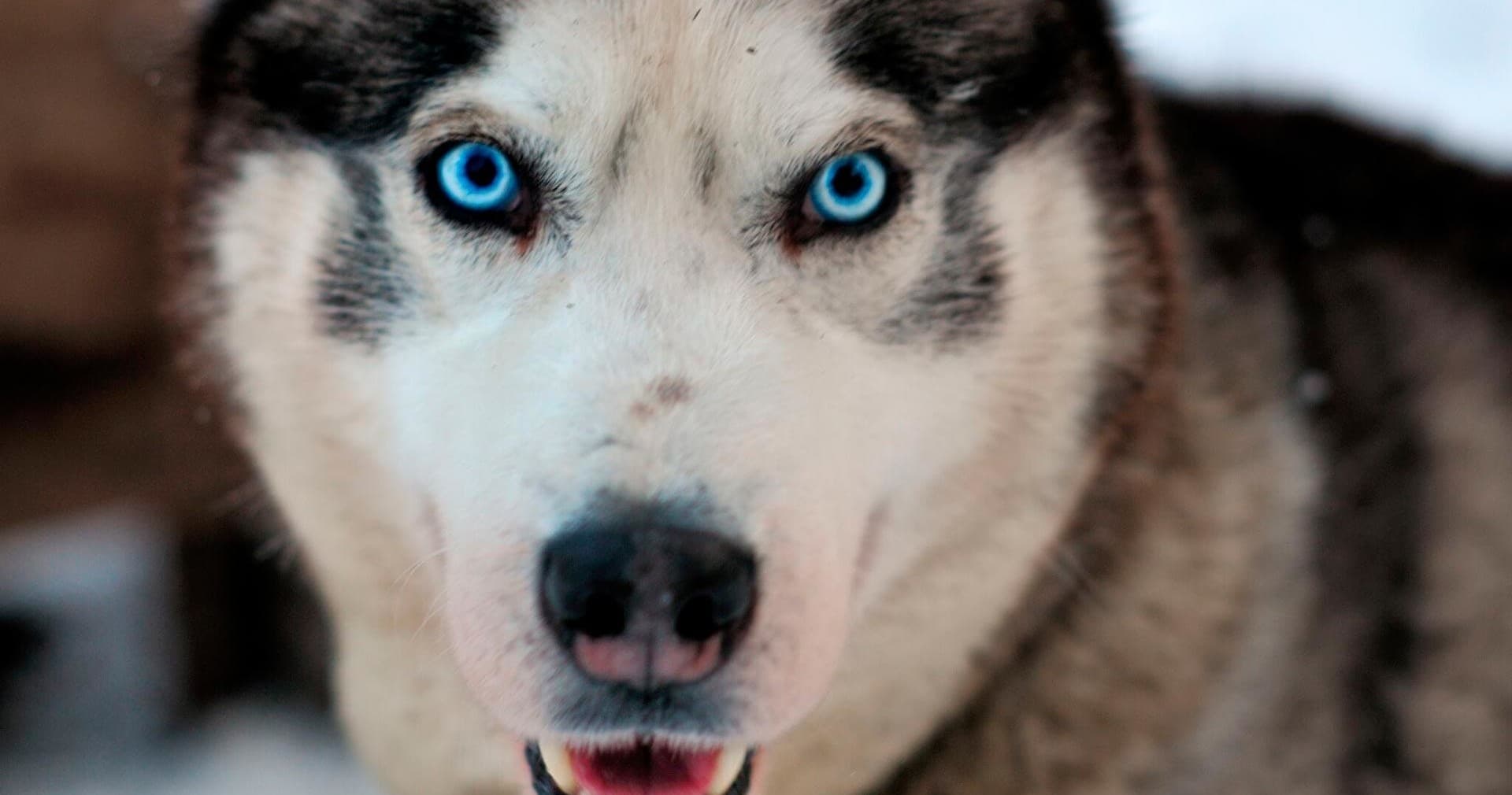 [F2] Autumn Husky Safari (1h)