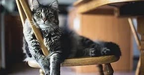 Private Cat Sessions