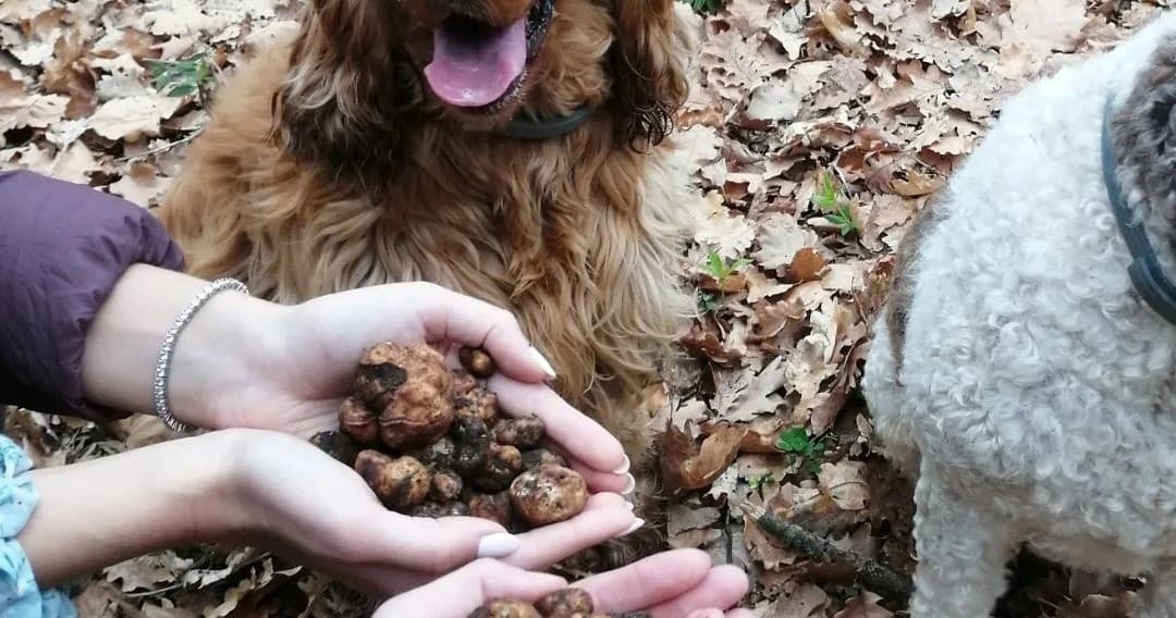 Rome Truffle Hunting Experience with Lunch