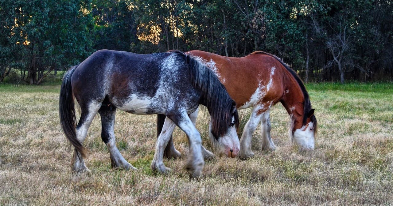 Grandview Clydesdales Public Tour
