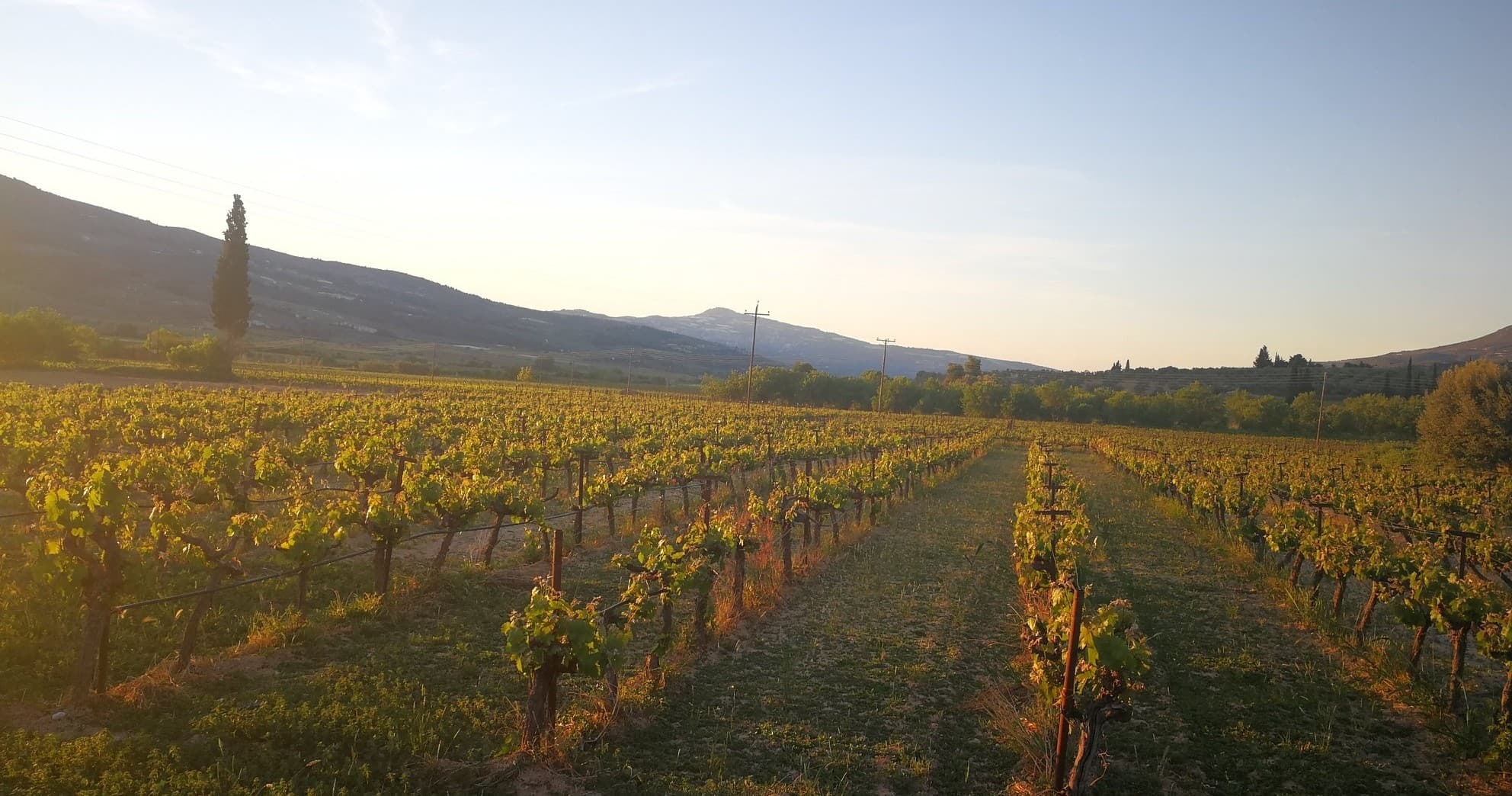 Nemea Wine Experience