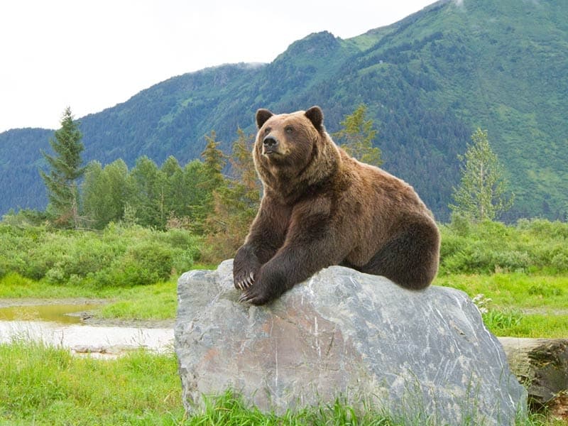 Winter - Girdwood Wildlife Express
