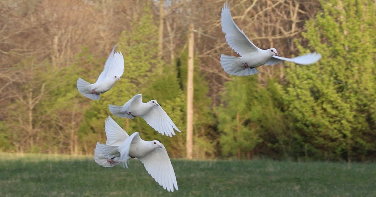 White Dove Releases