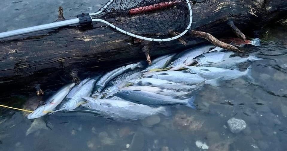 Kenai River Sockeye Salmon Fishing