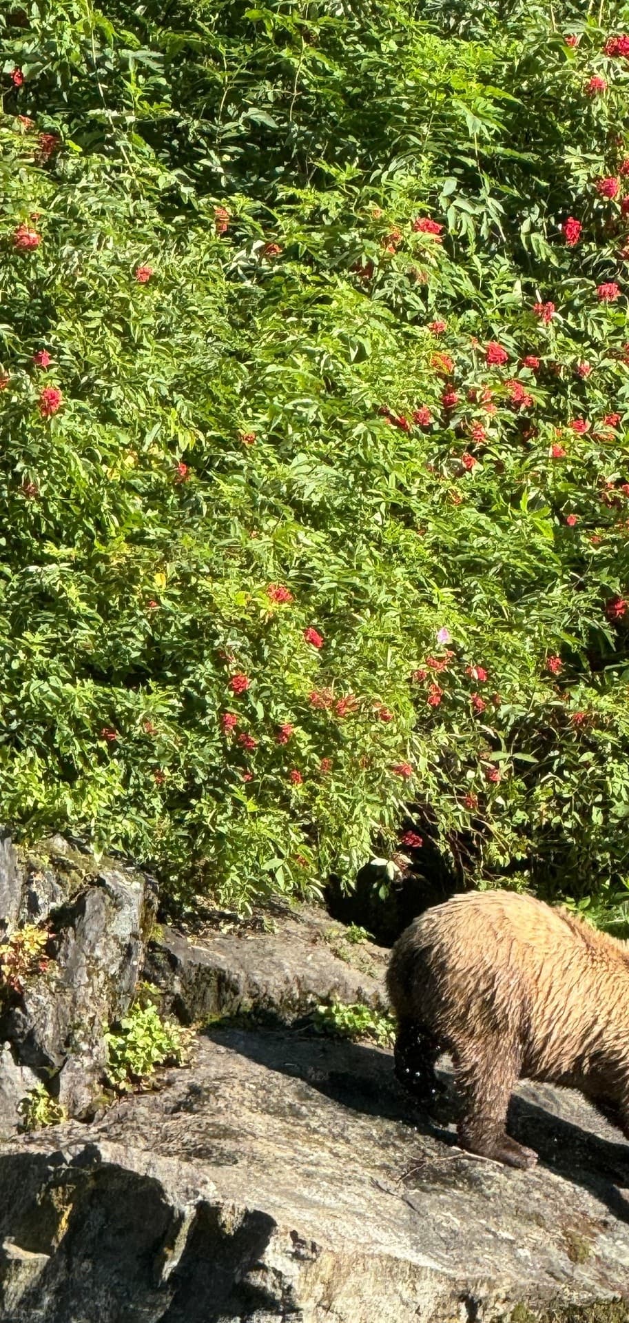 BRL Bear Viewing Only