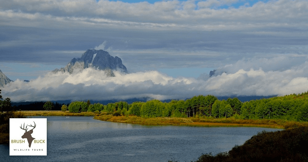 PRIVATE: Grand Teton & Yellowstone 2 Day / 1 Night Wildlife Tour